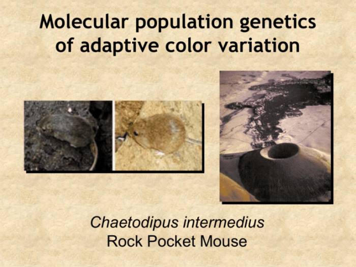 Rock pocket mouse lab answers