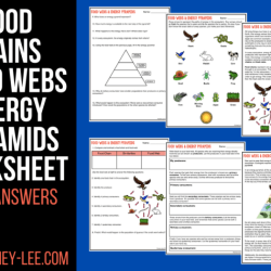 Pyramid of energy packet answer key