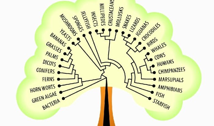 Evolution of new life quick check