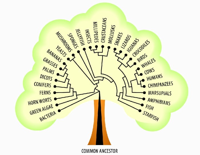 Evolution of new life quick check