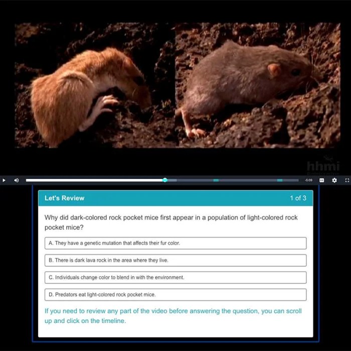 Rock pocket mouse lab answers