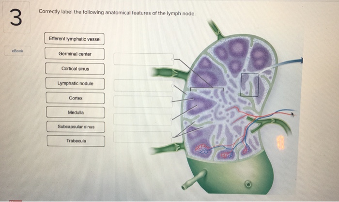 Correctly label the following anatomical features of the lymph node.