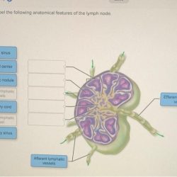 Correctly label the following anatomical features of the lymph node.