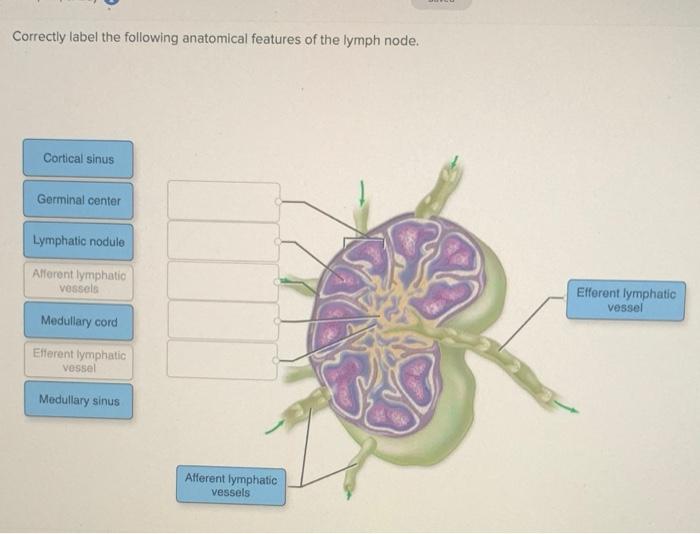 Correctly label the following anatomical features of the lymph node.