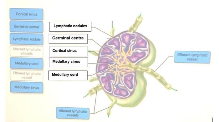 Correctly anatomical lymph node physiology openstax