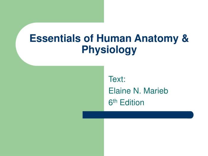 Essentials of human anatomy and physiology 8th edition